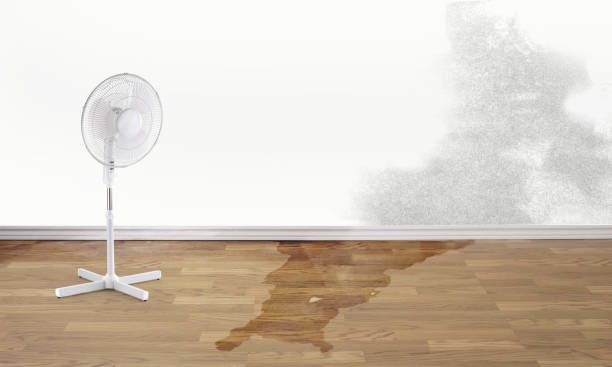 Best Flood damage cleanup  in Olympia Heights, FL